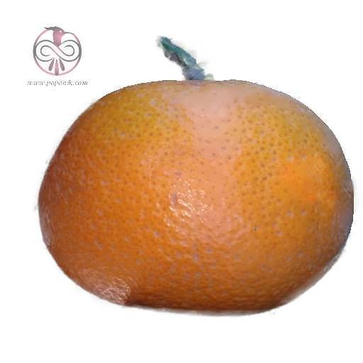 نهال نارنگی ياشار