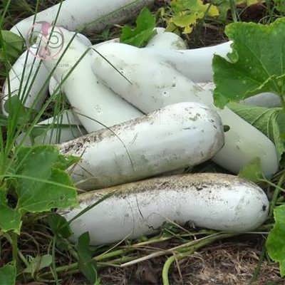 بذر کدو واکسی (خربزه زمستانی) بذر کدو واکسی (خربزه زمستانی)