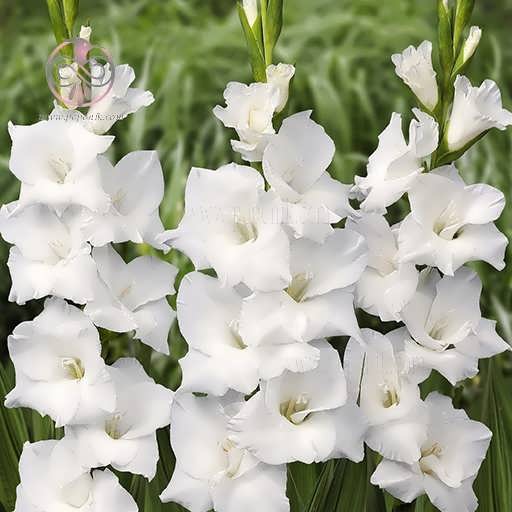 گل گلایل سفید