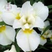 گل زنبق سفید