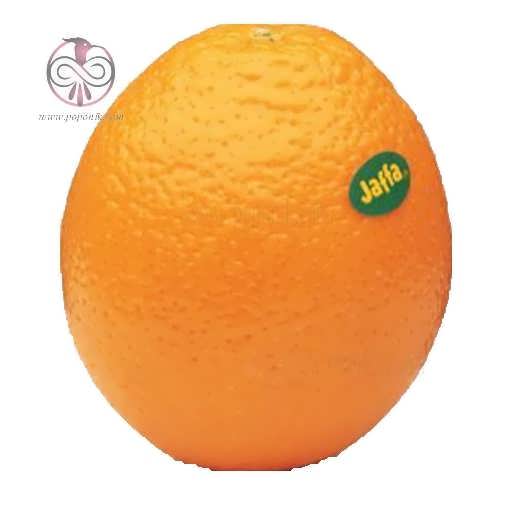 نهال پرتقال یافایی