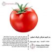بذر گوجه فرنگی کینگ استون