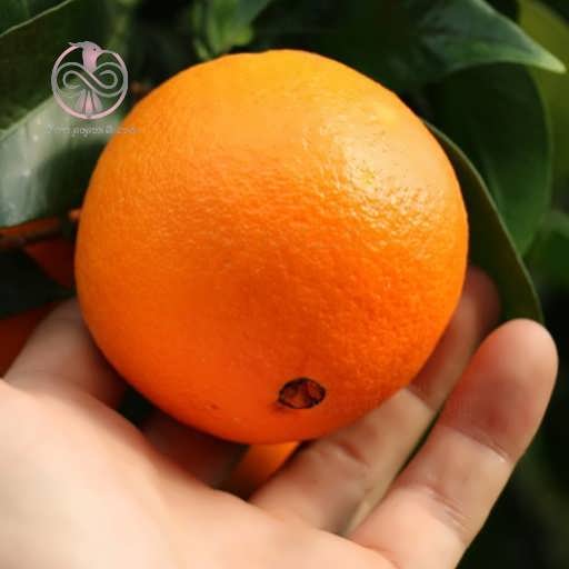 نهال پرتقال ناولینا