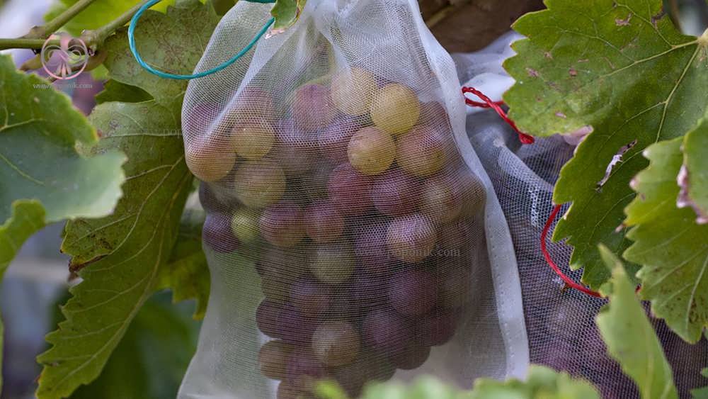 محافظت از درخت انگور در برابر آفات