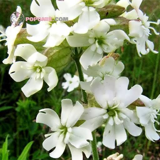 گل سیلین سفید