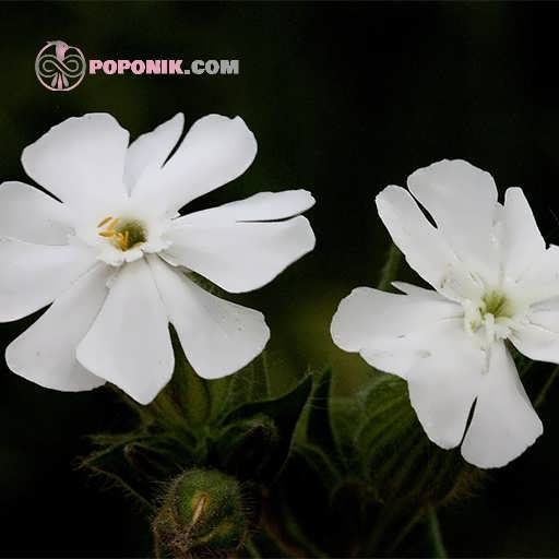 بذر گل سیلین سفید