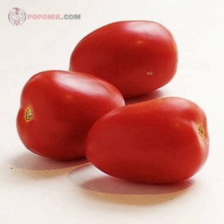 گوجه فرنگی تخم مرغی قرمز