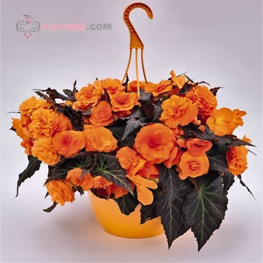 بگونیا موکا نارنجی در گلدان