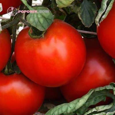 گوجه فرنگی دیابولیک تازه