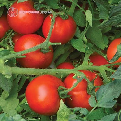 گیاه گوجه فرنگی دیابولیک