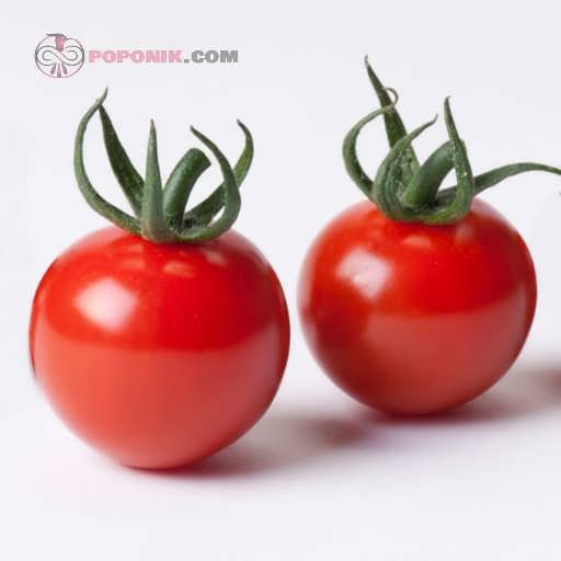بذر گوجه فرنگی دیابولیک