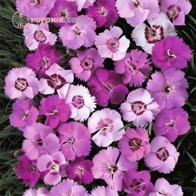 گل میخک پلوماریس میکس