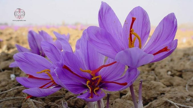 چگونگی پرورش گل زعفران
