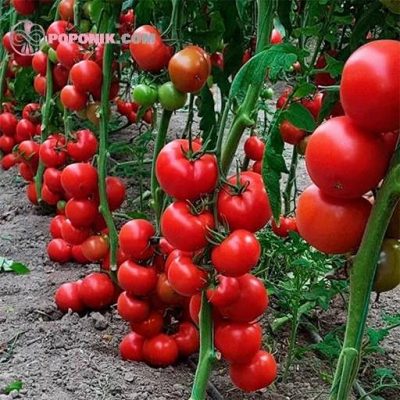بذر گوجه فرنگی گلخانه ای آرزومان