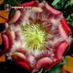 گل درختچه پروتیا گرندیسپس