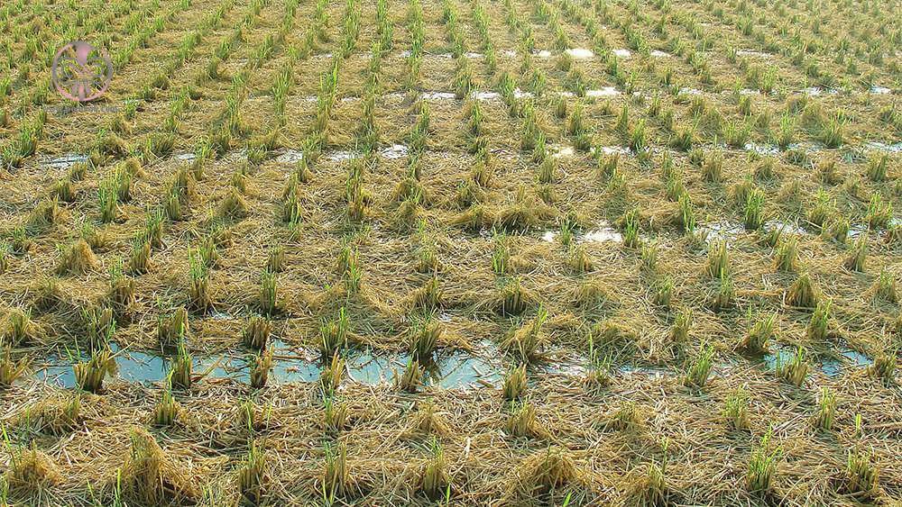 مزرعه برنج
