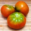 گوجه فرنگی موچامیل سبز