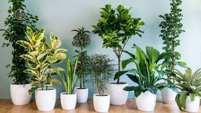 مراقبت از گیاهان آپارتمانی