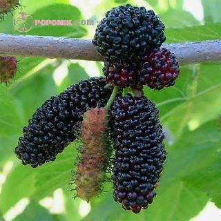 بذر توت سیاه