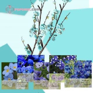 مجموعه بذر گل های آبی