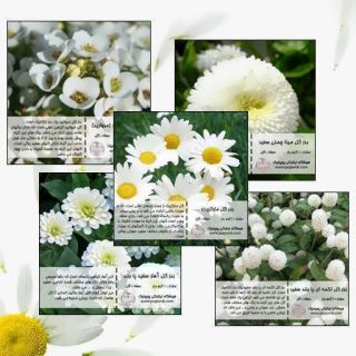 مجموعه بذر گل های سفید
