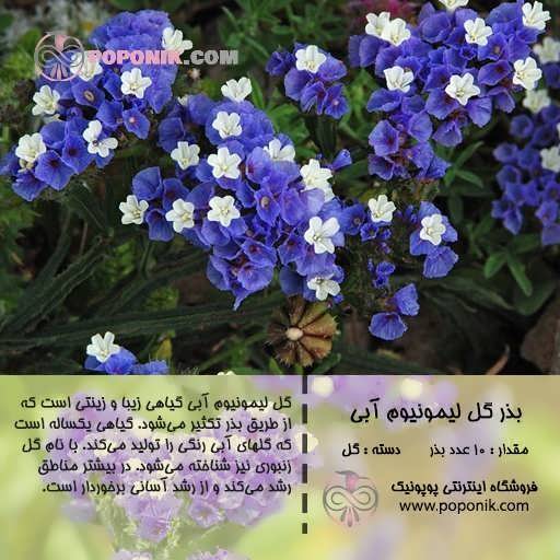 بذر گل لیمونیوم آبی