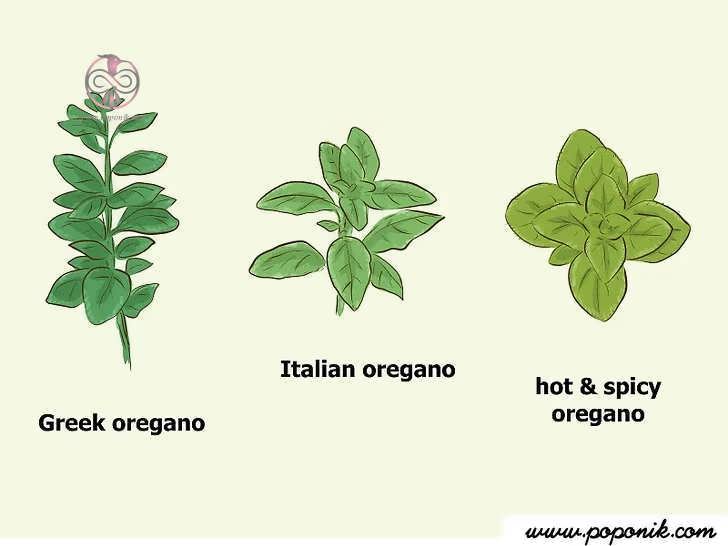 امتحان گونه های مختلف گیاه
