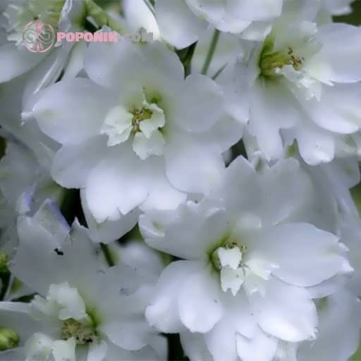 گل دلفینیوم سفید