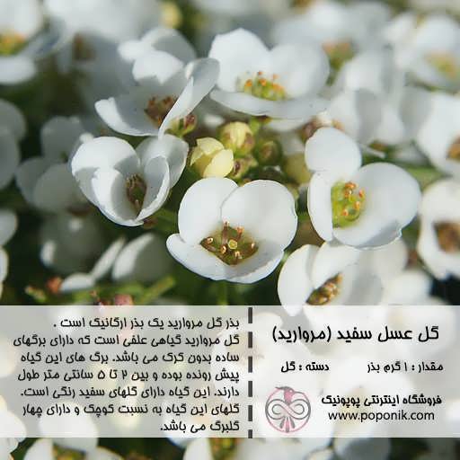 بذر گل عسل سفید (مروارید)