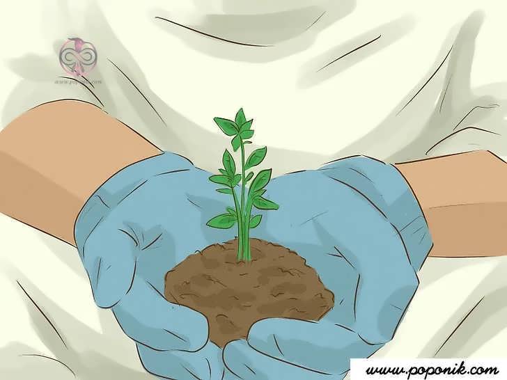 قلمه زدن گیاهان