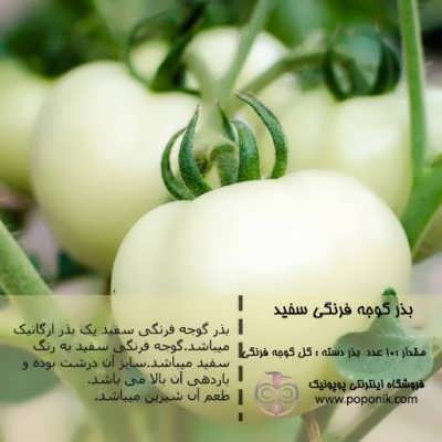 بذر گوجه فرنگی سفید