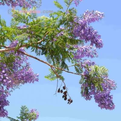 جاکاراندا جاکاراندا