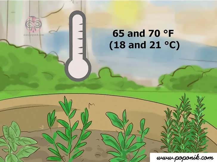 دمای مناسب برای گیاهان