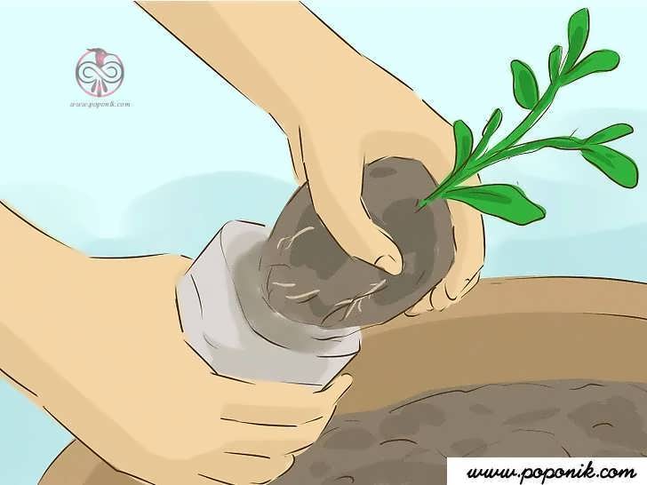خارج کردن گیاه از گلدان اصلی