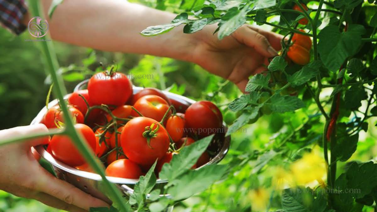 تقویت و کود دهی به بوته گوجه فرنگی