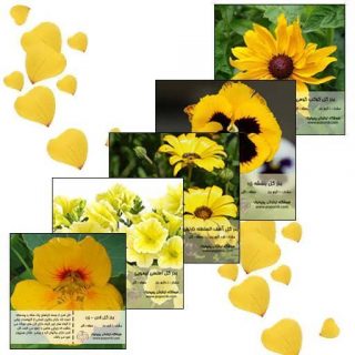 مجموعه بذر گل های زرد