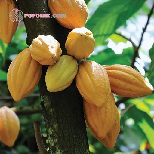 میوه درخت کاکائو