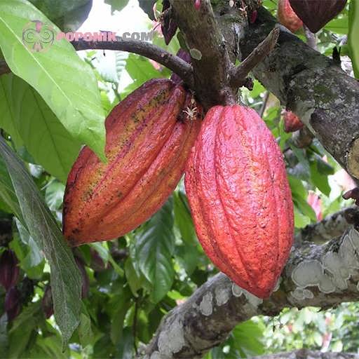 کاکائو روی درخت