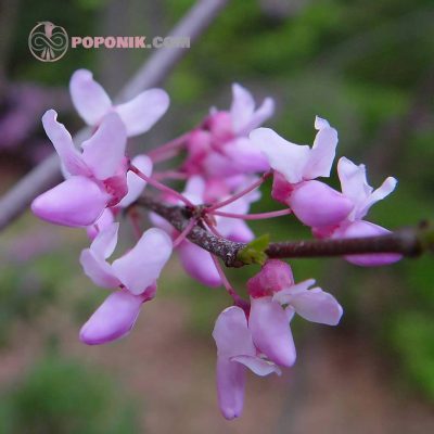 گل درخت ارغوان گل درخت ارغوان