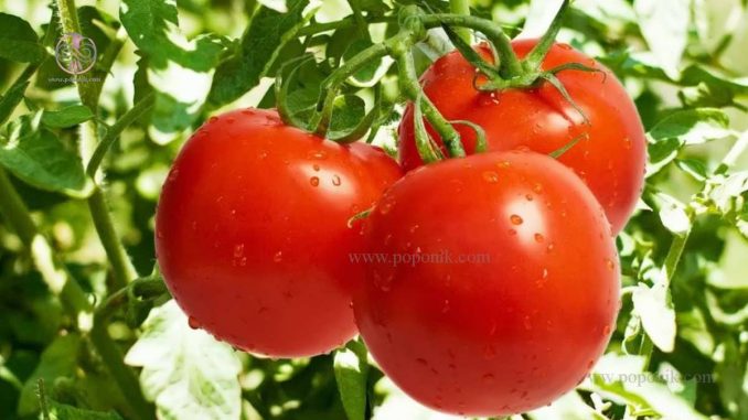 بذر هیبرید در گوجه فرنگی