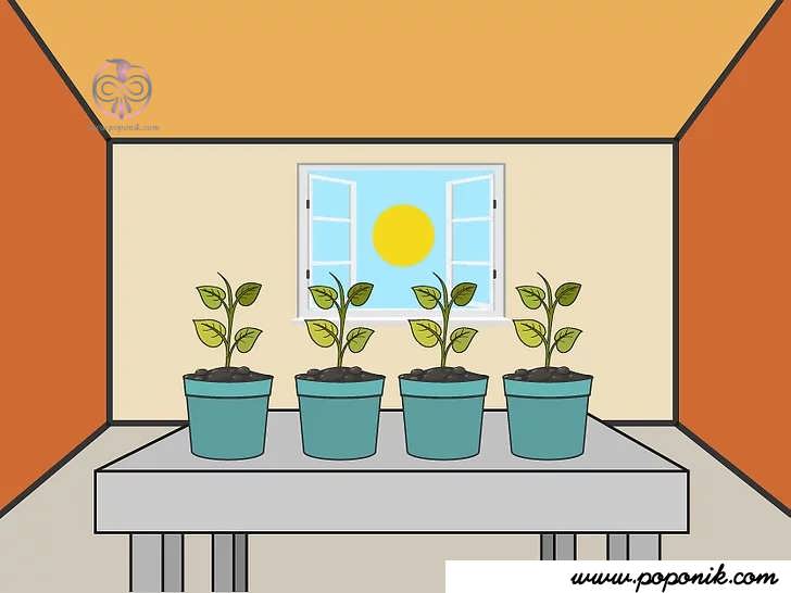 بررسی گرما و نور گیاه