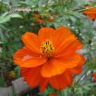 گل ستاره ای نارنجی ارگانیک