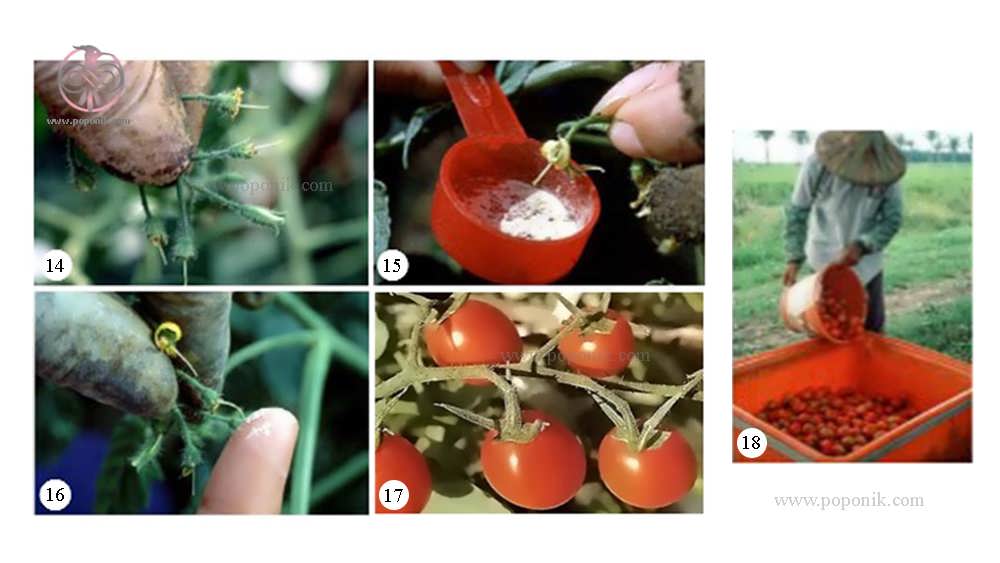 مرحله 14 تا 18 تولید بذر هیبرید در گوجه فرنگی