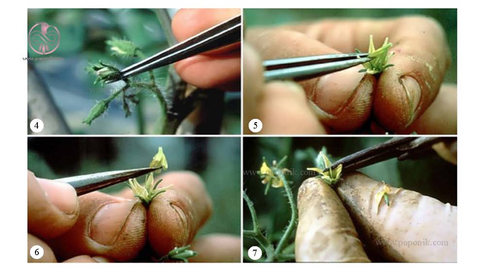 مرحله 4 تا 7 تولید بذر هیبرید در گوجه فرنگی
