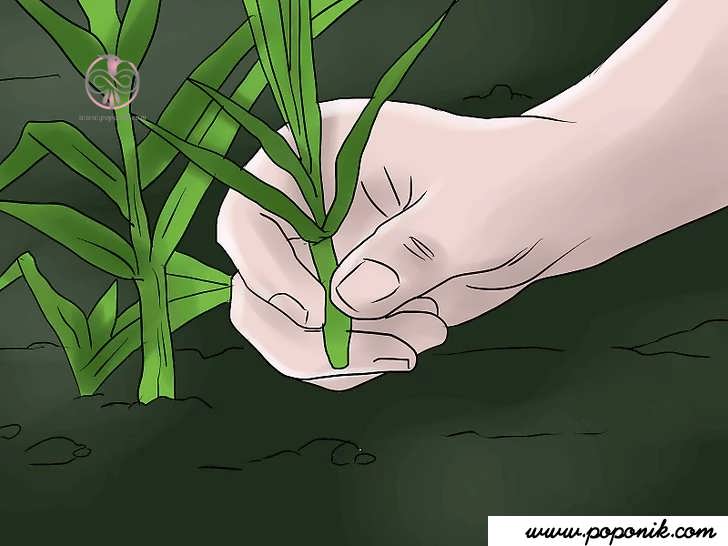 کاشتن گل در خاک
