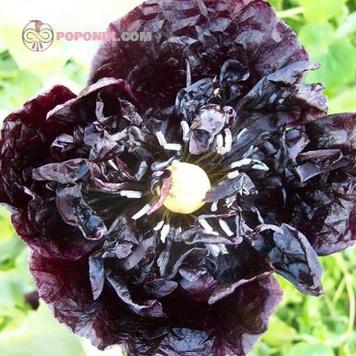گل شقایق پرپر سیاه