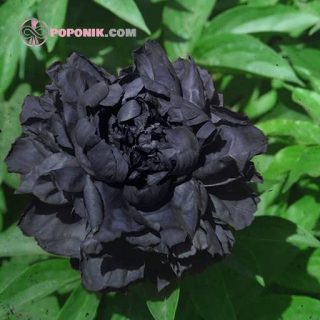 بذر گل شقایق پرپر سیاه