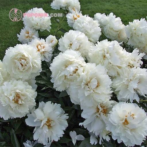 گل شقایق پرپر سفید