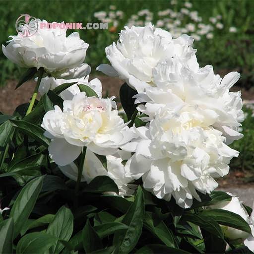 بذر گل شقایق پرپر سفید