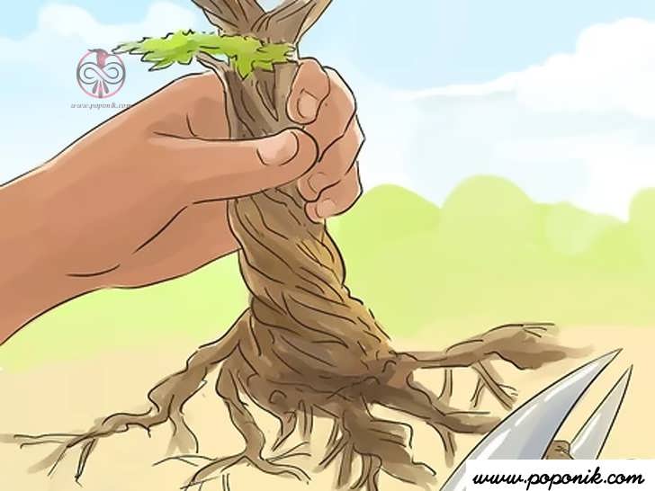 جدا کردن ریشه با قیچی